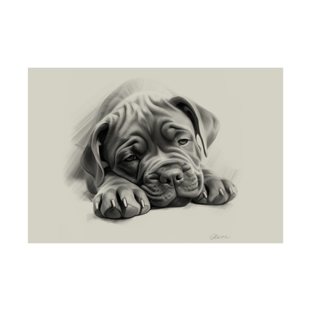 Cane Corso Portrait Fine Art Print