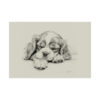 Cavalier King Charles Spaniel Portrait Fine Art Print