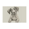 German Shorthaired Pointer Portrait Fine Art Print