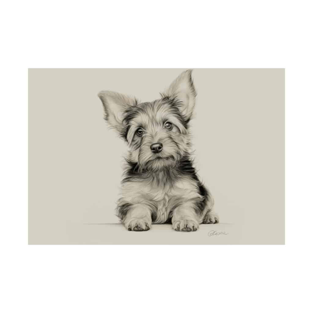 Yorkshire Terrier Portrait Fine Art Print