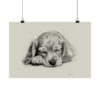 English Cocker Spaniel Portrait Fine Art Print