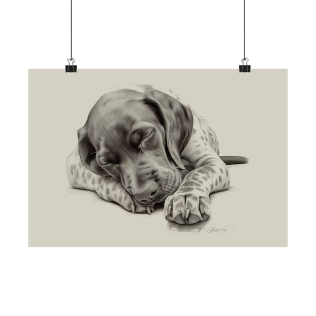 German Shorthaired Pointer Fine Art Print