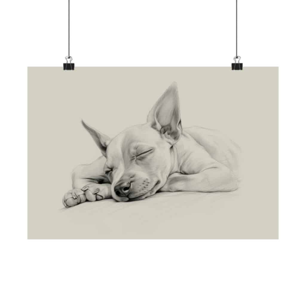 American Hairless Terrier Fine Art Print