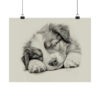 Australian Shepherd Dog Portrait Fine Art Print