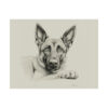 Belgian Malinois Portrait Fine Art Print