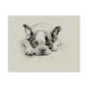 Boston Terrier Portrait Fine Art Print