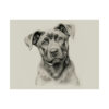 Cane Corso Portrait Fine Art Print