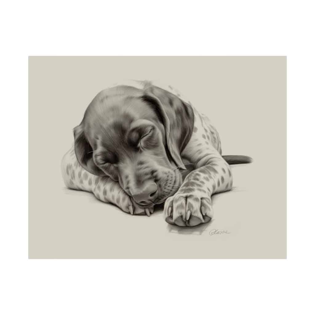 German Shorthaired Pointer Fine Art Print