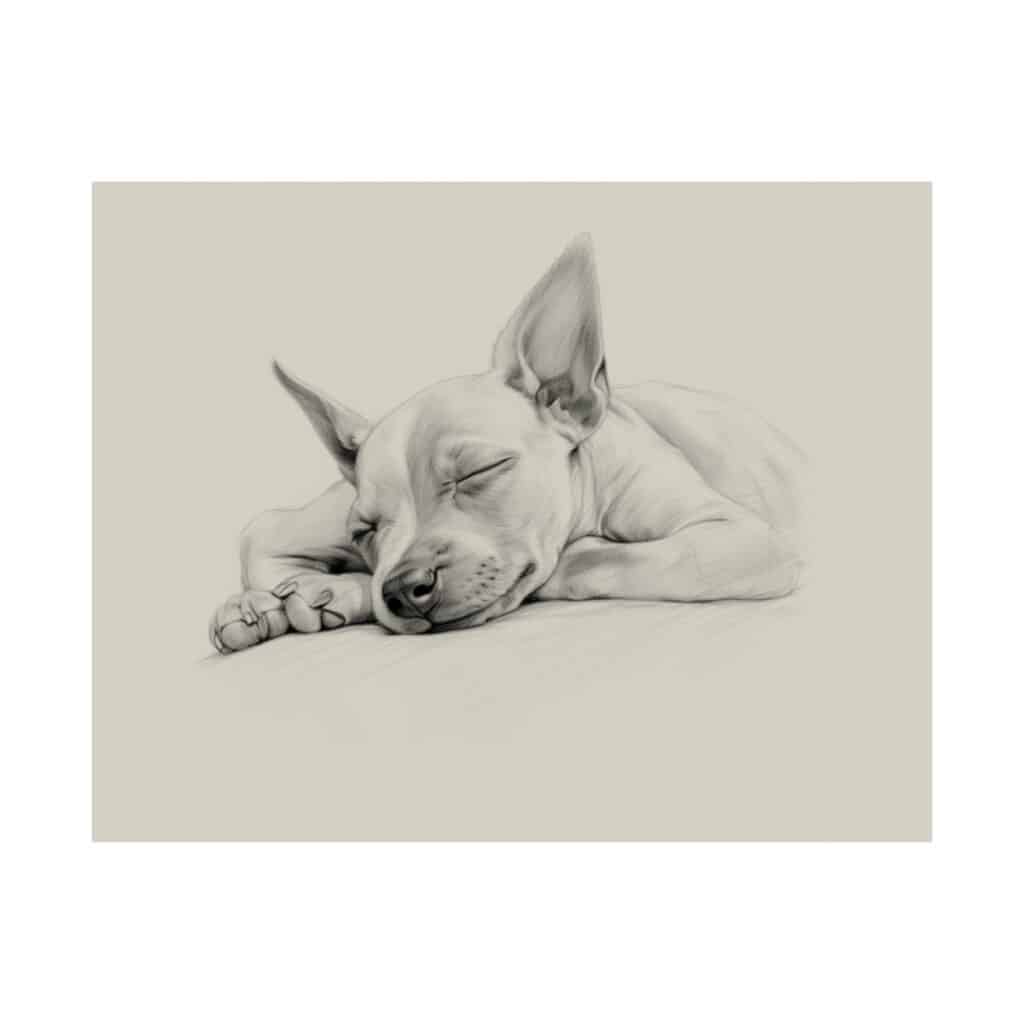 American Hairless Terrier Fine Art Print