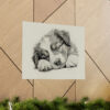 Australian Shepherd Dog Portrait Fine Art Print