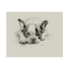 Boston Terrier Portrait Fine Art Print