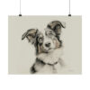 Australian Shepherd Dog Portrait Fine Art Print