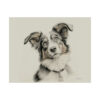 Australian Shepherd Dog Portrait Fine Art Print