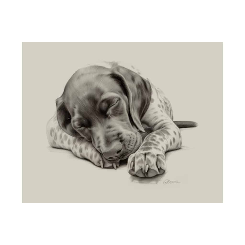 German Shorthaired Pointer Fine Art Print