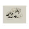 Golden Retriever Portrait Fine Art Print