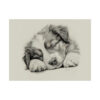 Australian Shepherd Dog Portrait Fine Art Print