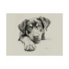 Rottweiler Portrait Fine Art Print