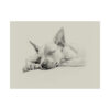 American Hairless Terrier Fine Art Print