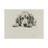 English Cocker Spaniel Fine Art Print