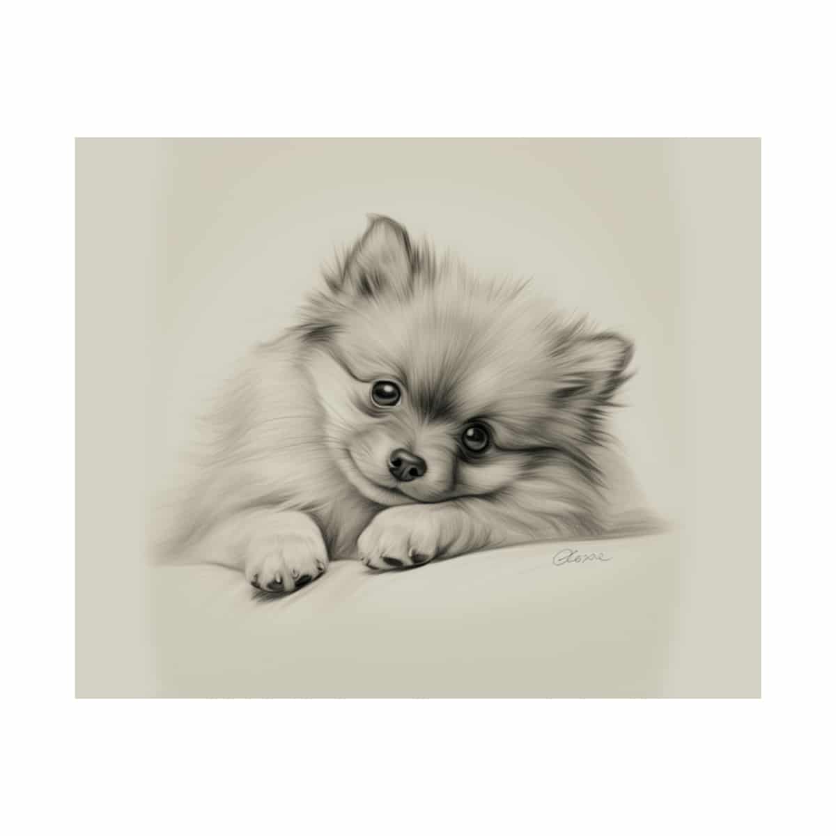 Pomeranian Portrait Fine Art Print