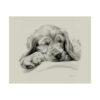 English Cocker Spaniel Portrait Fine Art Print