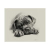 Cane Corso Portrait Fine Art Print