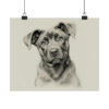 Cane Corso Portrait Fine Art Print