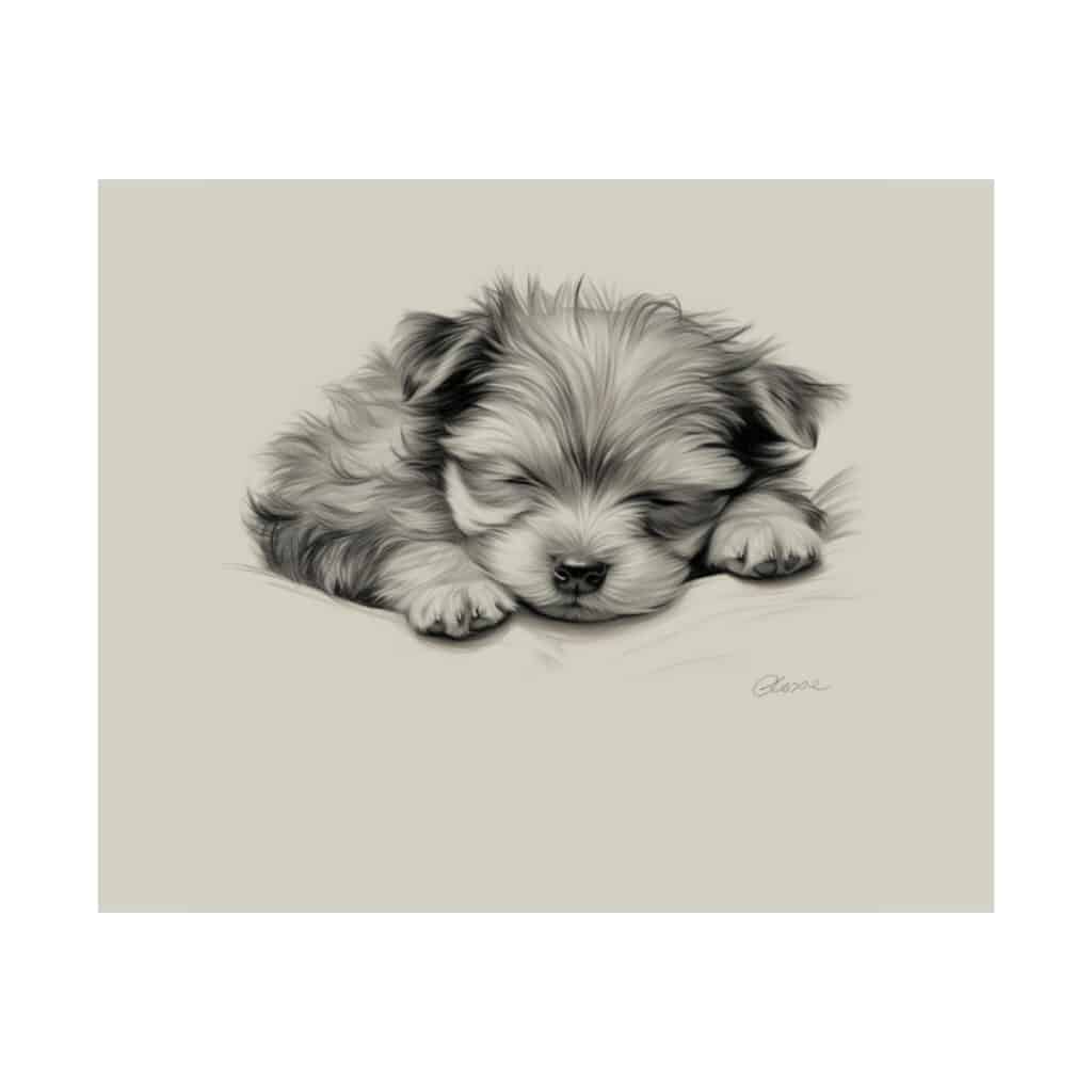 Yorkshire Terrier Fine Art Print