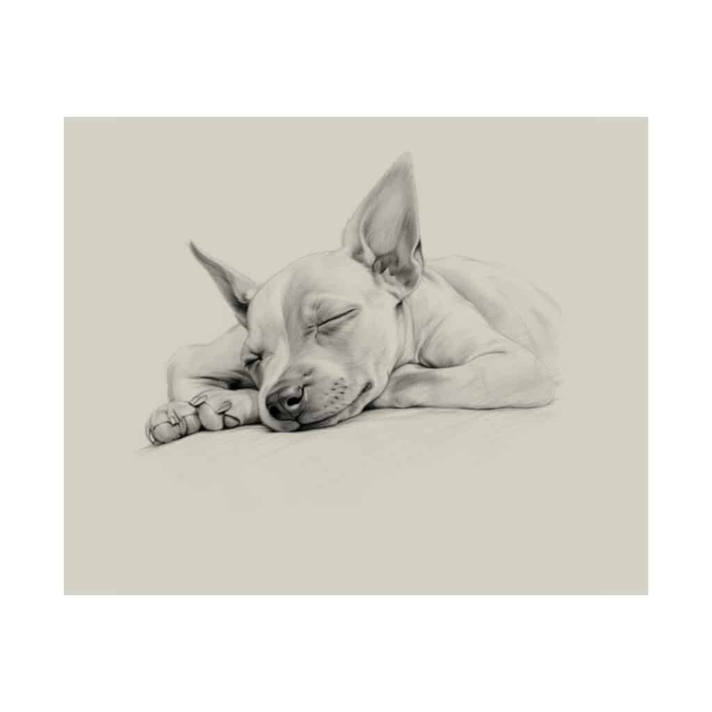 American Hairless Terrier Fine Art Print