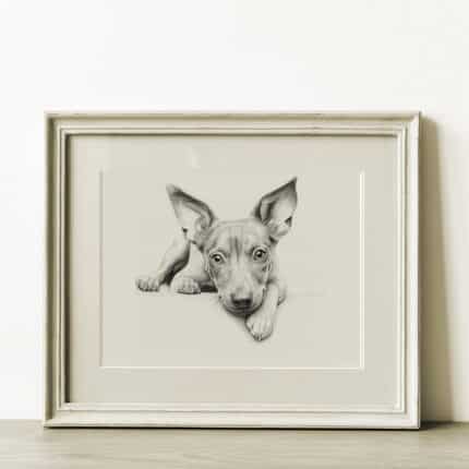 American Hairless Terrier Portrait Fine Art Print