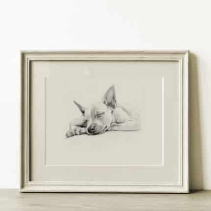 American Hairless Terrier Fine Art Print