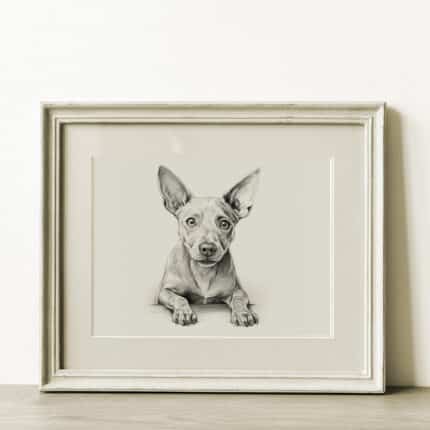 American Hairless Terrier Portrait Fine Art Print