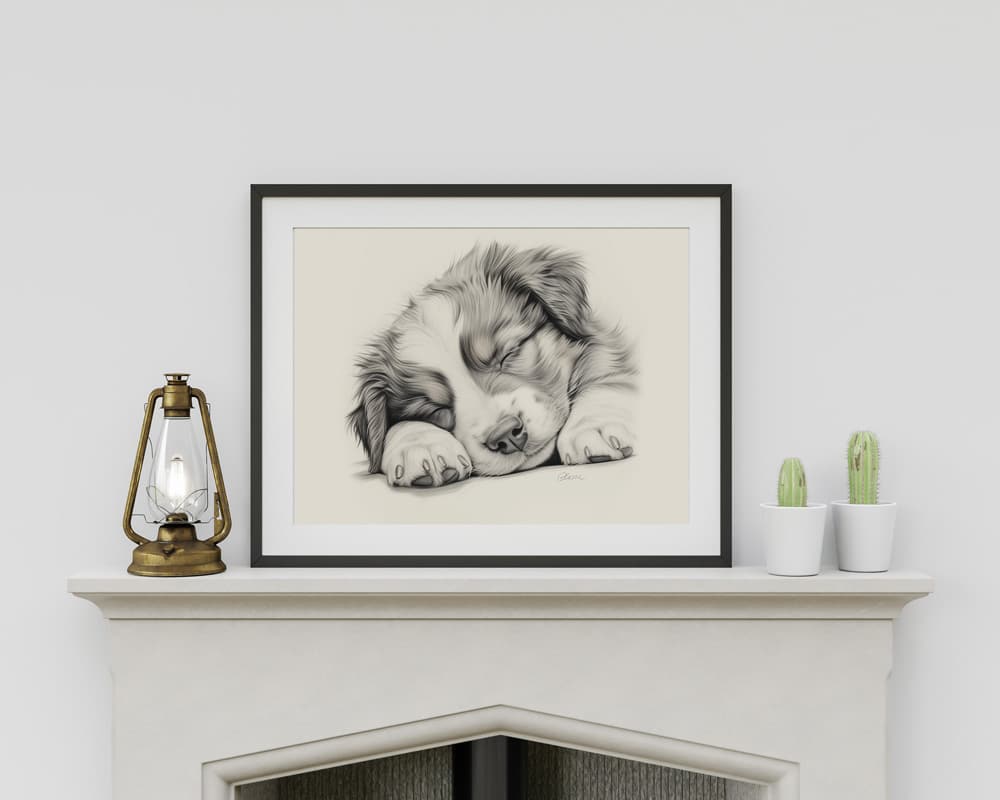 Australian Shepherd Dog Portrait Fine Art Print