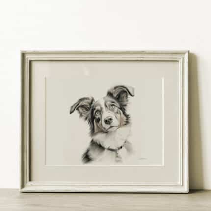 Australian Shepherd Dog Portrait Fine Art Print