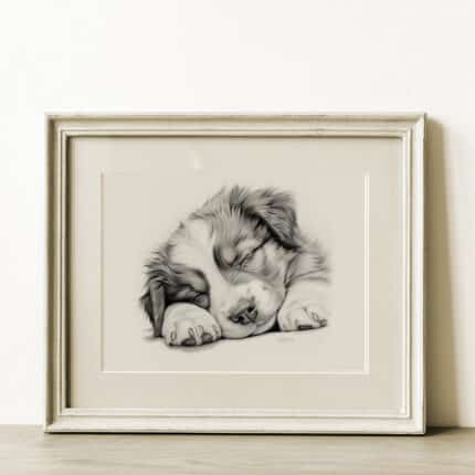 Australian Shepherd Dog Portrait Fine Art Print