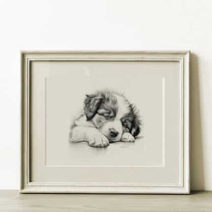 Australian Shepherd Dog Portrait Fine Art Print