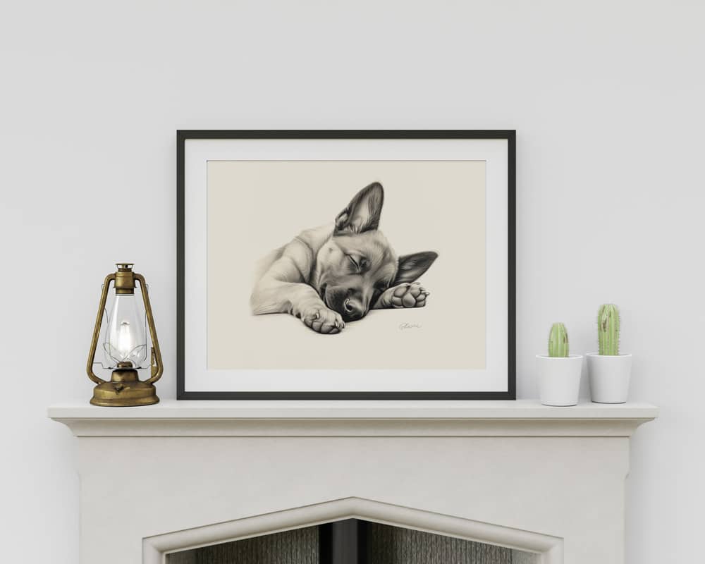 Belgian Malinois Portrait Fine Art Print