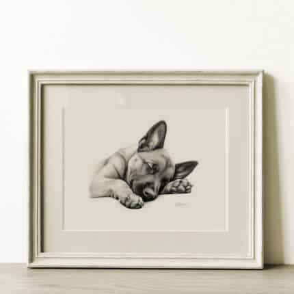 Belgian Malinois Portrait Fine Art Print