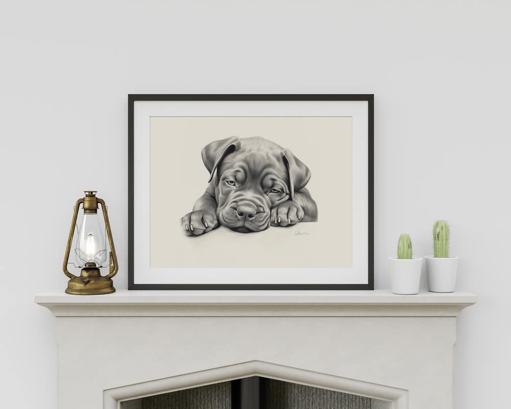 Cane Corso Portrait Fine Art Print