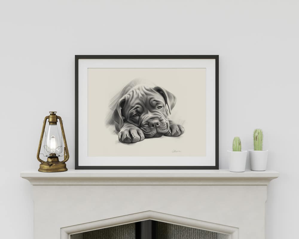 Cane Corso Portrait Fine Art Print