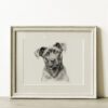 Cane Corso Portrait Fine Art Print