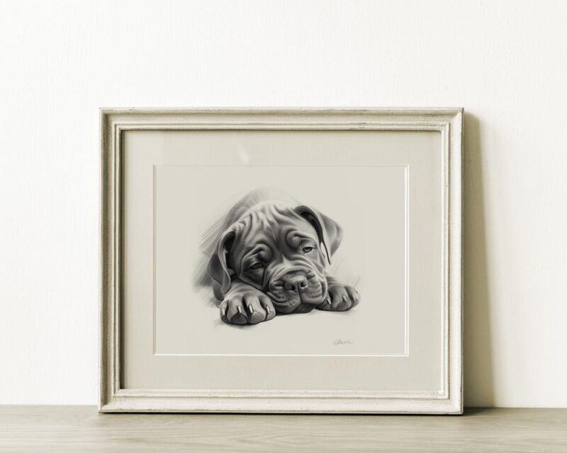 Cane Corso Portrait Fine Art Print