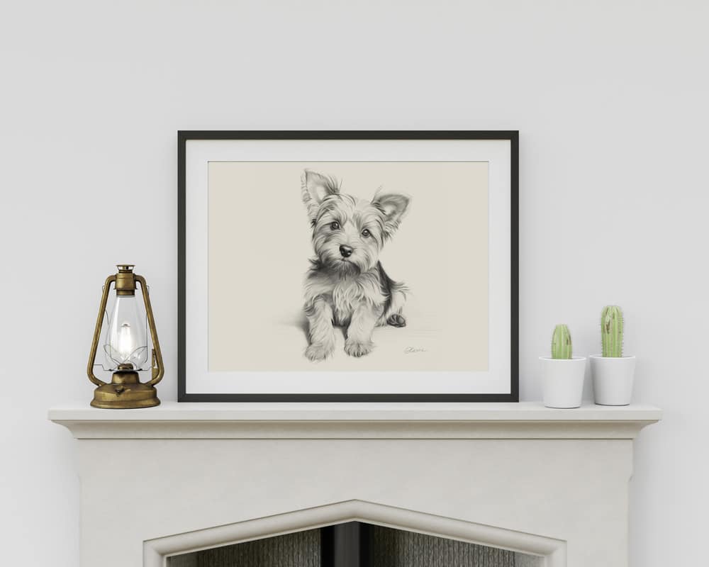 Yorkshire Terrier Portrait Fine Art Print