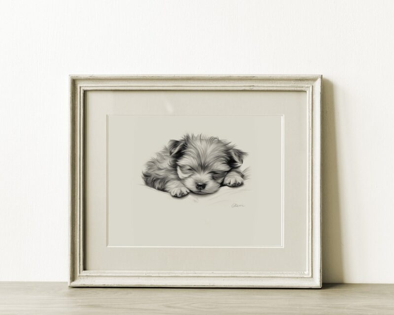 Yorkshire Terrier Fine Art Print