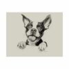 Boston Terrier Fine Art Print